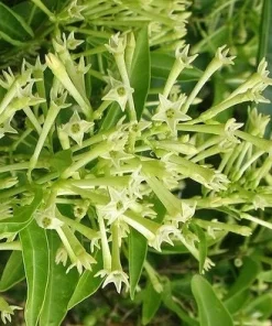 Large Night Blooming Jasmine in 3 gallons Pot, Cestrum nocturnum - Image 1