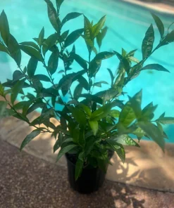 Large Night Blooming Jasmine in 3 gallons Pot, Cestrum nocturnum - Image 2