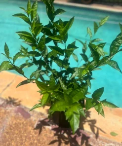 Large Night Blooming Jasmine in 3 gallons Pot, Cestrum nocturnum - Image 3