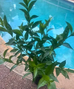 Large Night Blooming Jasmine in 3 gallons Pot, Cestrum nocturnum - Image 4