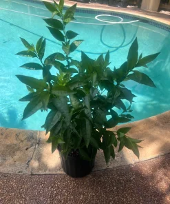 Large Night Blooming Jasmine in 3 gallons Pot, Cestrum nocturnum - Image 5