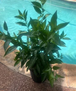 Large Night Blooming Jasmine in 3 gallons Pot, Cestrum nocturnum - Image 6
