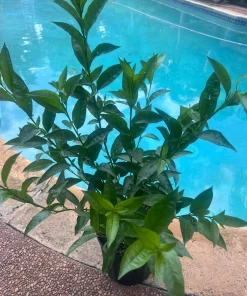 Large Night Blooming Jasmine in 3 gallons Pot, Cestrum nocturnum - Image 7