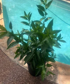 Large Night Blooming Jasmine in 3 gallons Pot, Cestrum nocturnum - Image 8