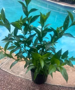 Large Night Blooming Jasmine in 3 gallons Pot, Cestrum nocturnum - Image 9