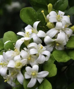 Large Orange Jasmine in 10