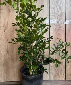 Large Orange Jasmine in 10