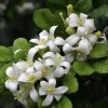 Large Orange Jasmine in 10" Pot, Murraya paniculata. No SHIP to CA, HI, Tx, Az, La, Pr, Guam, Vi, Al - Image 1
