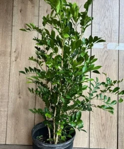 Large Orange Jasmine in 10