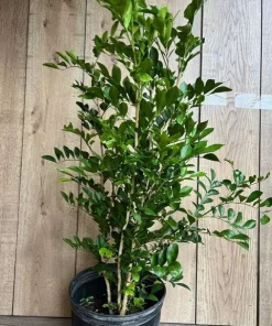 Large Orange Jasmine in 10
