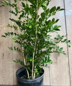Large Orange Jasmine in 10
