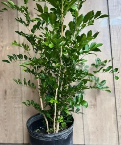 Large Orange Jasmine in 10