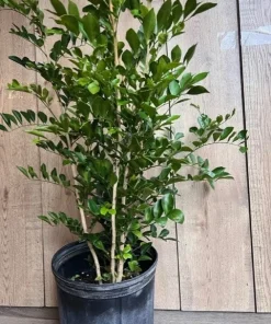 Large Orange Jasmine in 10