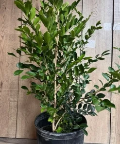 Large Orange Jasmine in 10