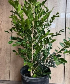 Large Orange Jasmine in 10