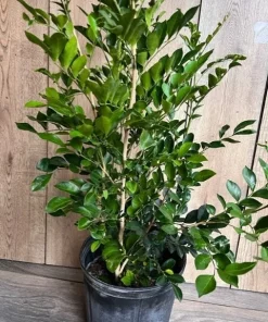 Large Orange Jasmine in 10