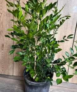Large Orange Jasmine in 10