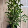 Large Orange Jasmine in 10" Pot, Murraya paniculata No ship to CA, Hi, Az, La, TX, Pr, Al, VI - Image 1