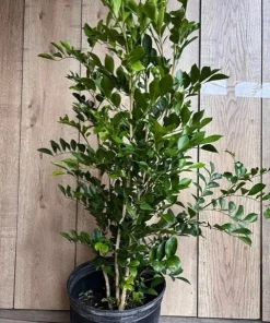 Large Orange Jasmine in 10