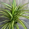 Large Pandanus baptistii Aureus - Variegated Dwarf Pandanus in 1 Gallon Pot, pandan - Image 1