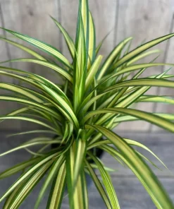 Large Pandanus baptistii Aureus - Variegated Dwarf Pandanus in 1 Gallon Pot, pandan - Image 1