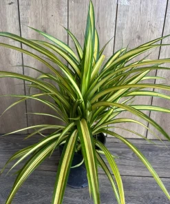 Large Pandanus baptistii Aureus - Variegated Dwarf Pandanus in 1 Gallon Pot, pandan - Image 2