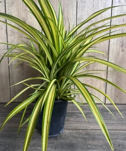 Large Pandanus baptistii Aureus - Variegated Dwarf Pandanus in 1 Gallon Pot, pandan - Image 3
