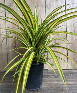 Large Pandanus baptistii Aureus - Variegated Dwarf Pandanus in 1 Gallon Pot, pandan - Image 4