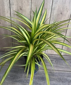 Large Pandanus baptistii Aureus - Variegated Dwarf Pandanus in 1 Gallon Pot, pandan - Image 5