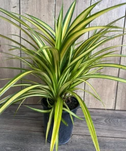 Large Pandanus baptistii Aureus - Variegated Dwarf Pandanus in 1 Gallon Pot, pandan - Image 6