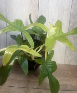 Large Philodendron Florida Ghost Mint Variegated in 6