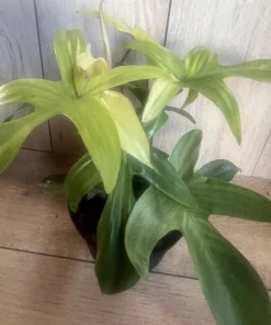 Large Philodendron Florida Ghost Mint Variegated in 6