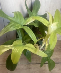 Large Philodendron Florida Ghost Mint Variegated in 6