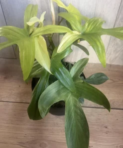 Large Philodendron Florida Ghost Mint Variegated in 6