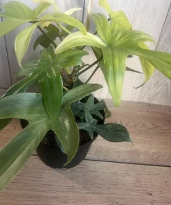 Large Philodendron Florida Ghost Mint Variegated in 6