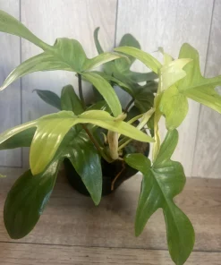 Large Philodendron Florida Ghost Mint Variegated in 6
