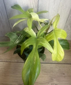 Large Philodendron Florida Ghost Mint Variegated in 6