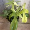 Large Philodendron Florida Ghost Mint Variegated in 6" Pot, - Image 1