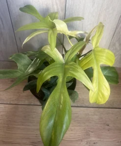 Large Philodendron Florida Ghost Mint Variegated in 6