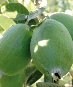 Large Pineapple Guava in 10