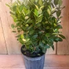 Large Pineapple Guava in 10" Pot , Feijoa sellowiana - Image 1