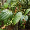 Large Piper nigrum, Black Pepper in 10" Pot, Limited - Image 1