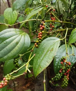 Large Piper nigrum, Black Pepper in 10