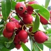 Large Red Cattley Guava Plant in 10" Pot, Strawberry Ruby Guava - Image 1