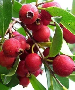 Large Red Cattley Guava Plant in 10" Pot, Strawberry Ruby Guava - Image 1