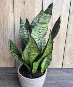 Large Sansevieria Futura Robusta in 6” pot - Image 2