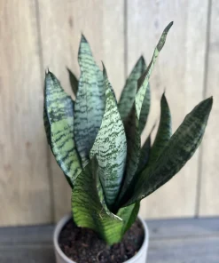 Large Sansevieria Futura Robusta in 6” pot - Image 3