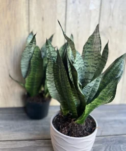 Large Sansevieria Futura Robusta in 6” pot - Image 4