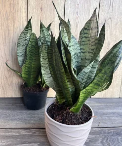 Large Sansevieria Futura Robusta in 6” pot - Image 5