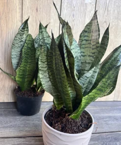 Large Sansevieria Futura Robusta in 6” pot - Image 6